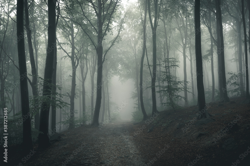 Obraz premium The forest in the fog