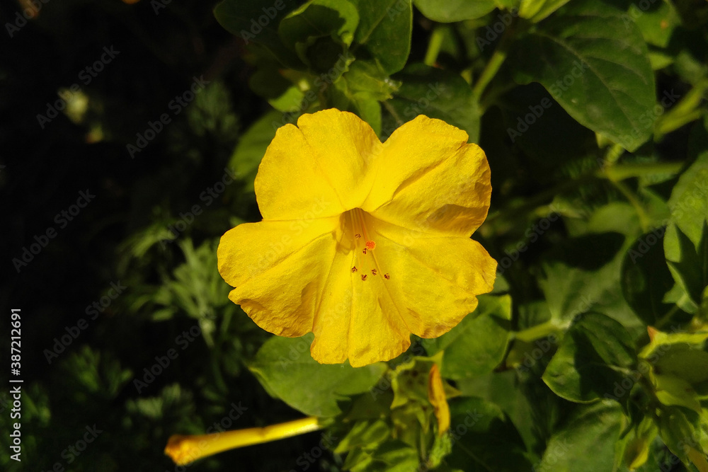 Yellow forest flower close-up blurred background light filter processing Yellow forest flower close-up blurred background light filter processing