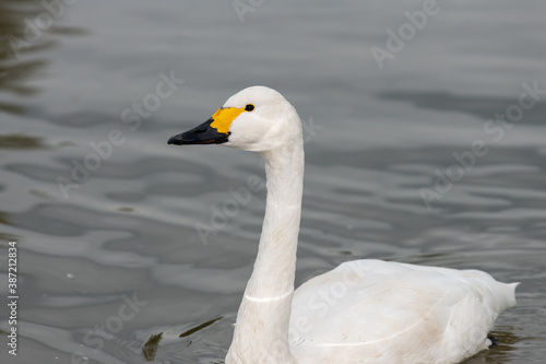 Portrait of a Bewicks swan (cygnus columbianus) swimming in the water photo