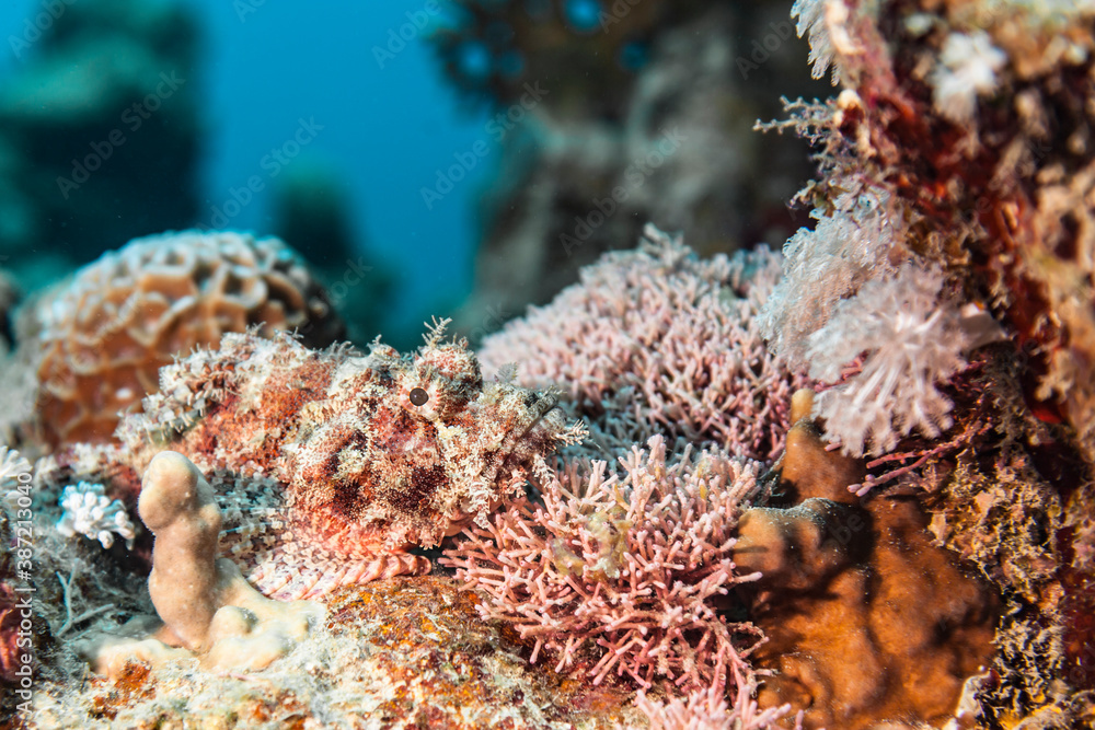Seascape of coral reef in Red Sea / Egypt with Scorpionfish and coral Seascape of coral reef in Red Sea / Egypt with Scorpionfish and coral