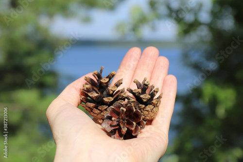 pine cones found in the forest lie on the hand