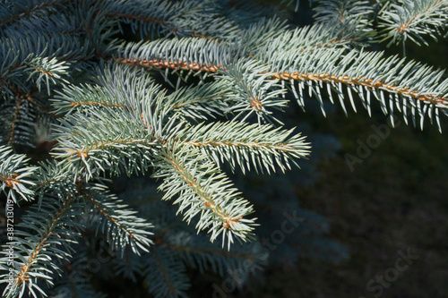branches of a blue spruce background