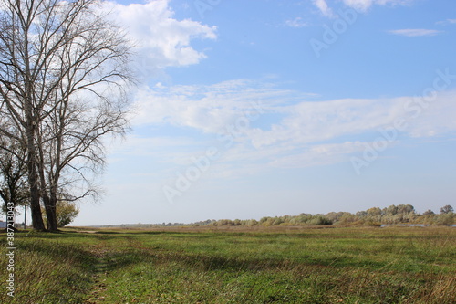 tree in the field