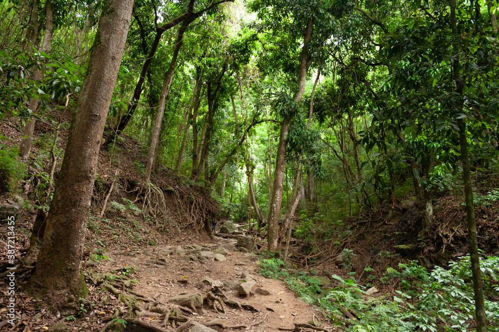 Spectacular green trail, surrounded by mountain vegetation in Sabas Nieves, El Avila Waraira Repano National Park mountain, Caracas,Venezuela.