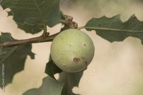 Andricus kollari marble galls ball-shaped outgrowths that appear on holm oaks caused by a small wasp that protects and develops inside them, green when young photo