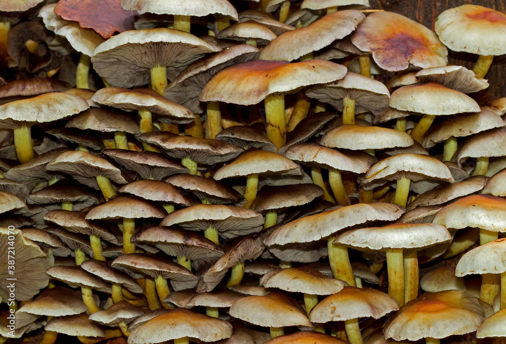 Close up of a clump of Sulphur Tuft toadstools, also known as Clustered Woodlover, a poisonous mushroom