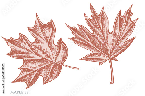 Vector set of hand drawn pastel maple