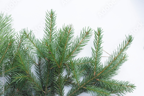 Green spruce branch with coniferous needles on a white background.