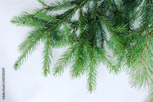 Green spruce branch with coniferous needles on a white background.