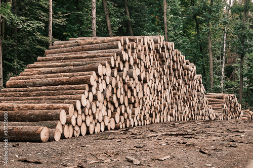 Freshly cut tree wooden logs in the forest waiting for transportation and processing. Timber logging. Close up of the trunks of felled trees.