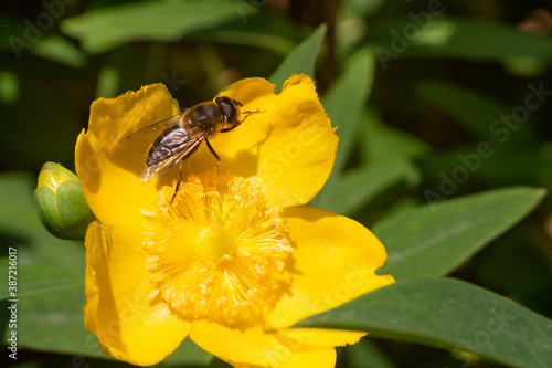 Bee on hypericum flower in a garden during summer