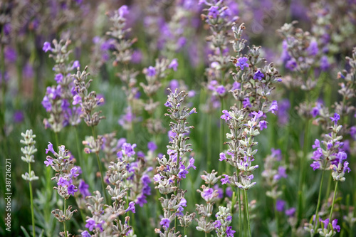 Lavender bushes closeup on evening light. Purple flowers of lavender.