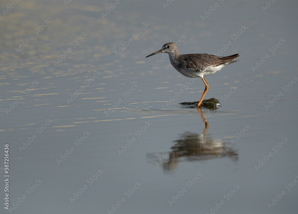 Redshank at Asker marsh with reflection on water, Bahrain Redshank at Asker marsh with reflection on water, Bahrain