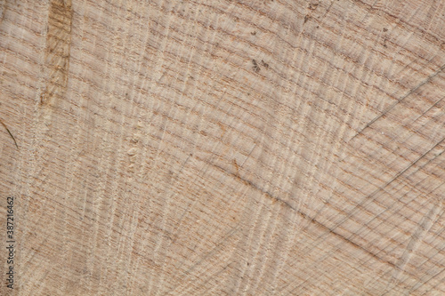 Close-up on tree rings on the section of its trunk