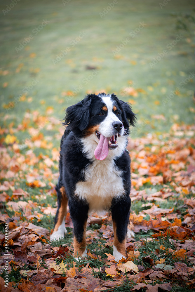 Close-up portrait of bernese mountain dog in autumn