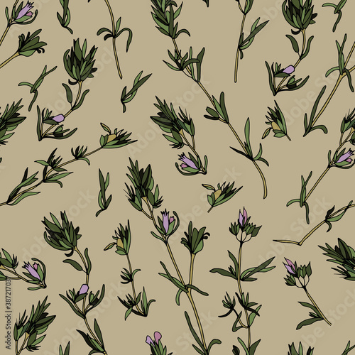 Thyme. Herbal seamless pattern. Design for fabric, textile, wallpaper, packaging.