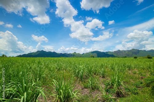 Beautiful view of farmland with sugar cane in the cane fields with mountain background. Nature and agriculture concept.