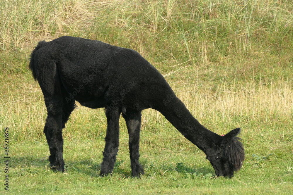 A black alpaca is grazing in the meadow. The mountain llama, seen from the side. A black alpaca is grazing in the meadow. The mountain llama, seen from the side.