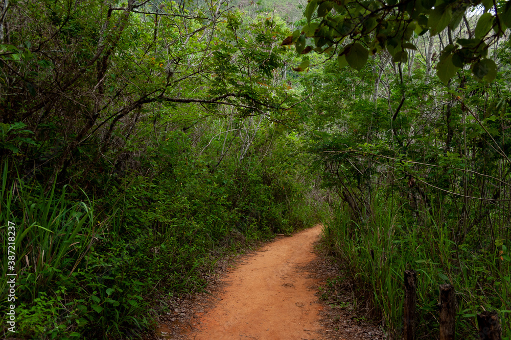 Spectacular green trail, surrounded by mountain vegetation in Sabas Nieves, El Avila Waraira Repano National Park mountain, Caracas,Venezuela. Spectacular green trail, surrounded by mountain vegetation in Sabas Nieves, El Avila Waraira Repano National Park mountain, Caracas,Venezuela.