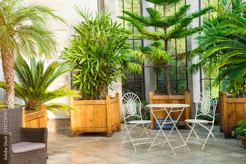 Metal garden furniture  stools and table standing in tropical plants orangery with palms in wooden flowerbeds. Relaxing time in biophilic interior style. Greenhouse cafe concept. Copy space