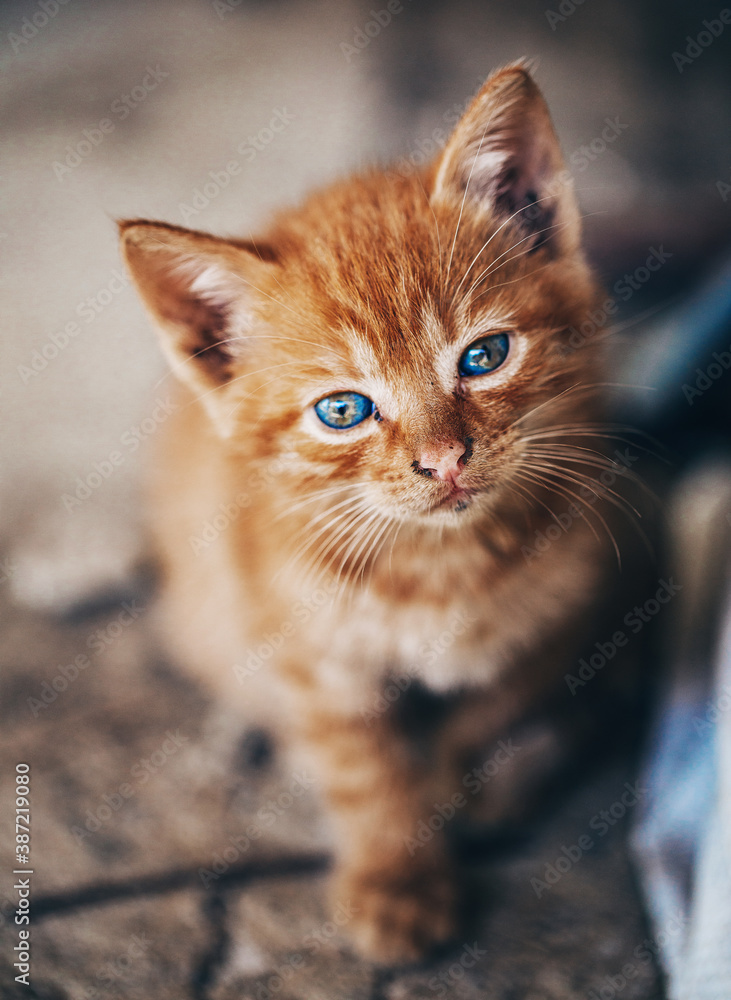 portrait of a cat. Kitten. Cat. 