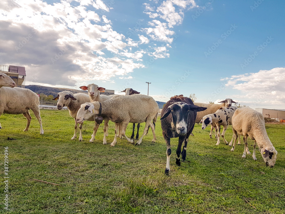 sheeps in a meadow in autumn sky clouds for background sheeps in a meadow in autumn sky clouds for background