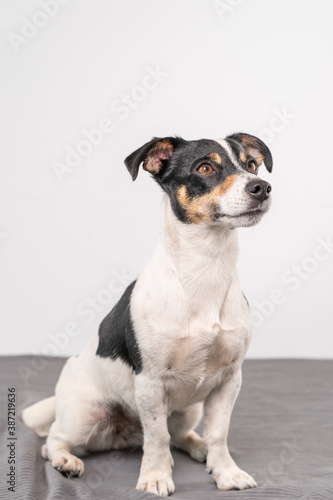 Young brown, black and white Jack Russell Terrier posing in a studio, the dog looks to the right, copy space © Dasya - Dasya