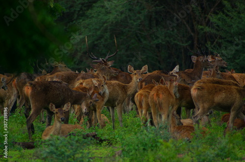 a group of deer in the forest
