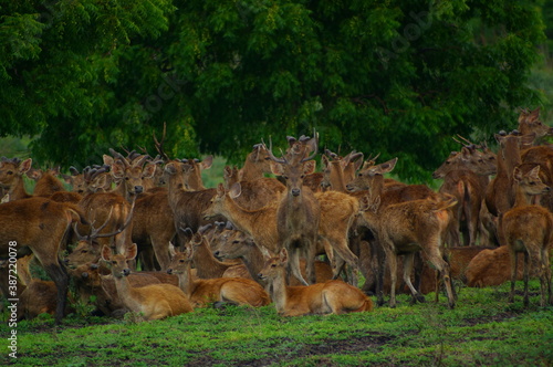 Fototapeta Naklejka Na Ścianę i Meble -  a group of deer in the forest