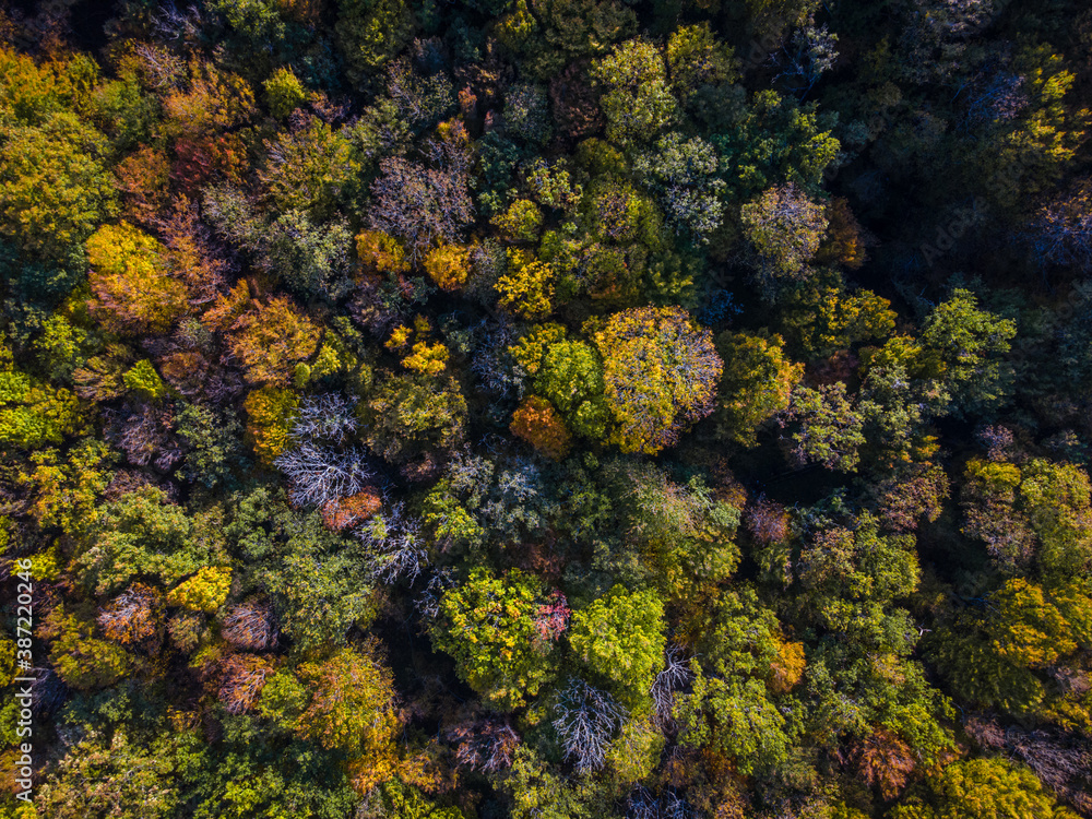 Vue aérienne sur une forêt aux multiples couleurs automnales Vue aérienne sur une forêt aux multiples couleurs automnales