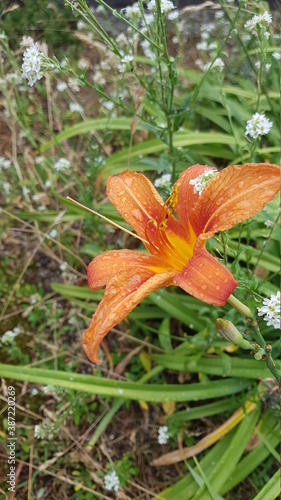 orange tiger lily