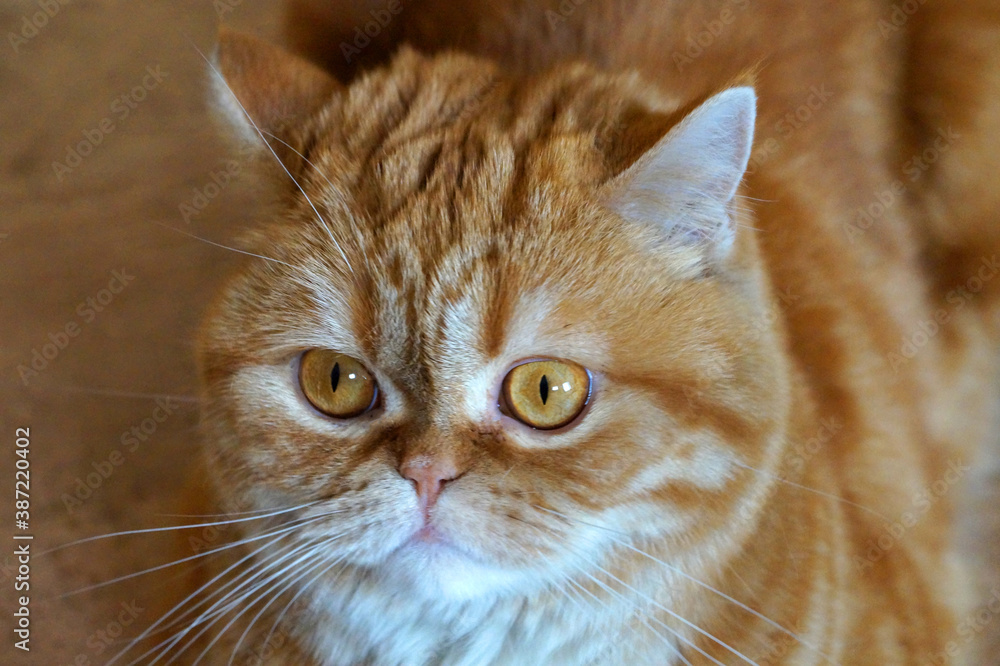 portrait of a ginger Scottish cat close up
