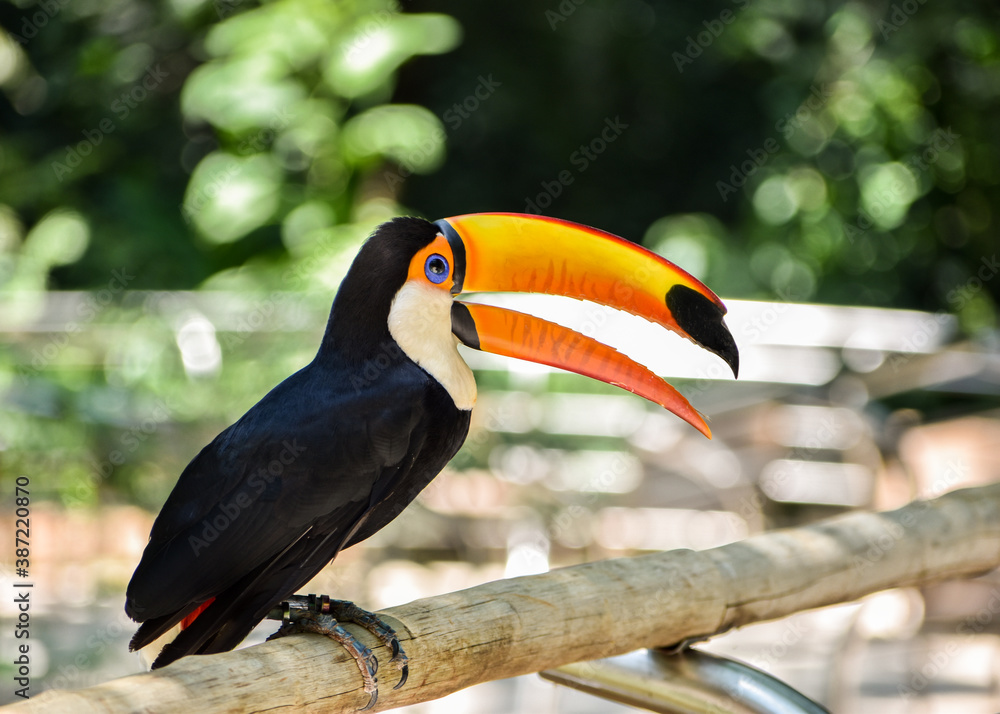 Naklejka premium Close-up of a beautiful toucan Tucano-toco (Ramphastos toco albogularis) perched on a branch in a sanctuary in Foz do Iguaçu, Brazil.