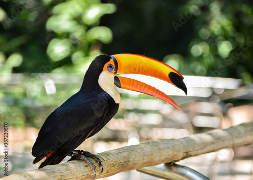 Close-up of a beautiful toucan Tucano-toco (Ramphastos toco albogularis) perched on a branch in a sanctuary in Foz do Iguaçu, Brazil.