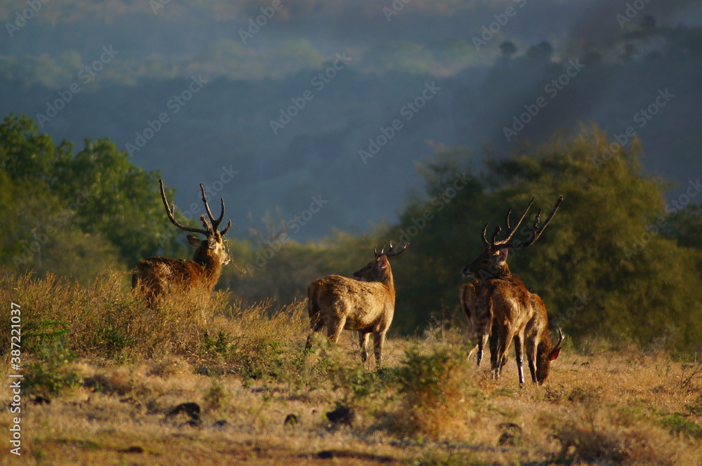 Fototapeta premium deer in the forest
