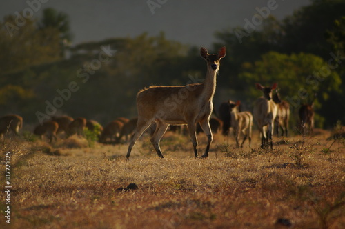 Fototapeta Naklejka Na Ścianę i Meble -  deer in the forest