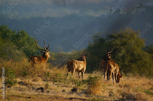 Fototapeta Naklejka Na Ścianę i Meble -  deer in the forest
