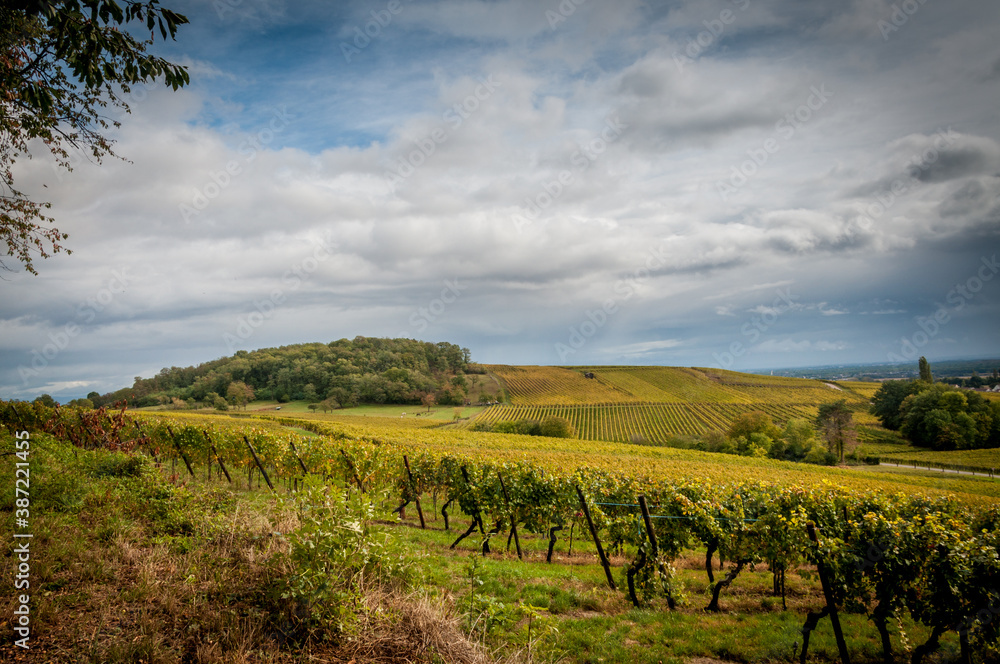 Randonnée dans les vignobles d'Alsace