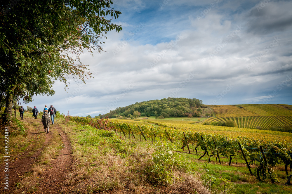 Fototapeta premium Randonnée dans les vignobles d'Alsace