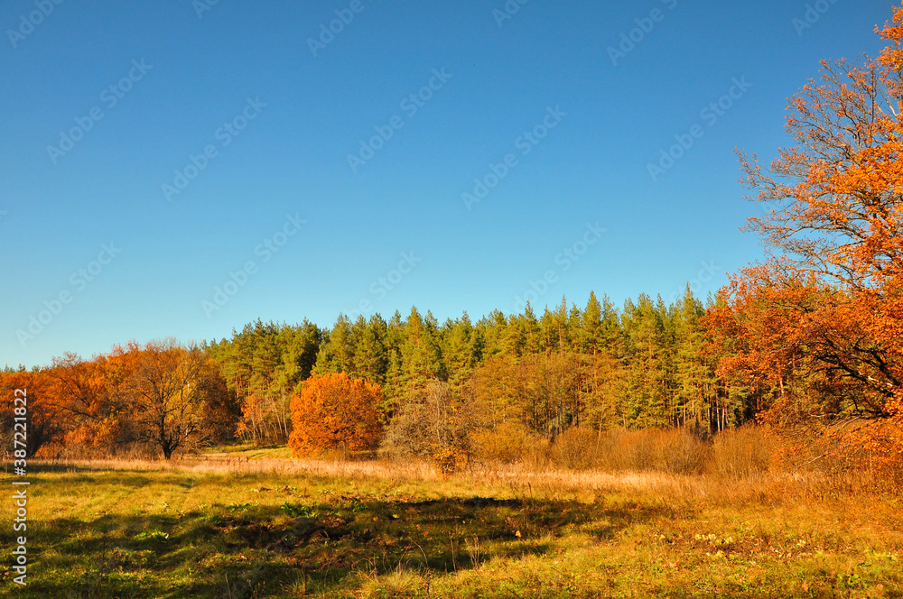 Brown Autumn Canva. Golden Bright Forest. Green Autumn Tourism. Yellow Botanical Texture. Forest Landscape. Blue Amazing Season. Autumn Photo. Abstract Decoration.