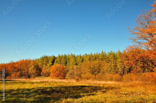Brown Autumn Canva. Golden Bright Forest. Green Autumn Tourism. Yellow Botanical Texture. Forest Landscape. Blue Amazing Season. Autumn Photo. Abstract Decoration.