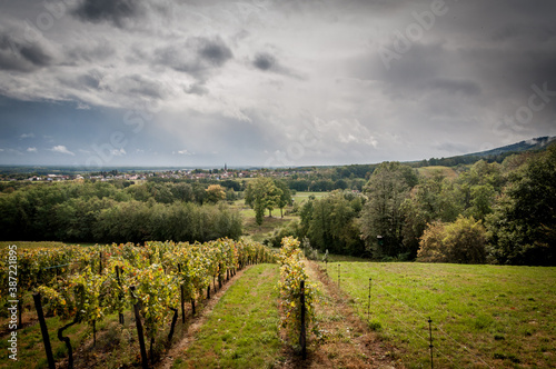 Randonn  e dans les vignobles d Alsace
