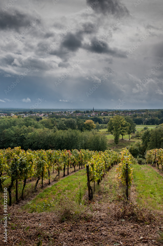 Randonnée dans les vignobles d'Alsace