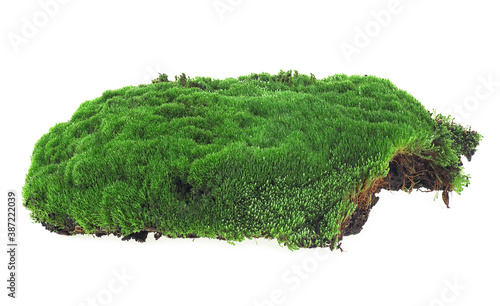 Photography Green moss isolated on a white background, closeup