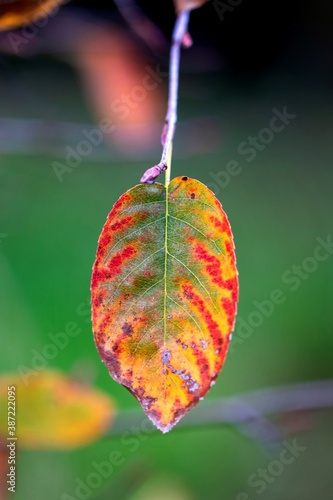 A closeup portrait of a colorful amelanchier arborea tree leaf during fall. The leaf has multiple colors and the tree is also  known as a serviceberry, shadwood or shadblow.
