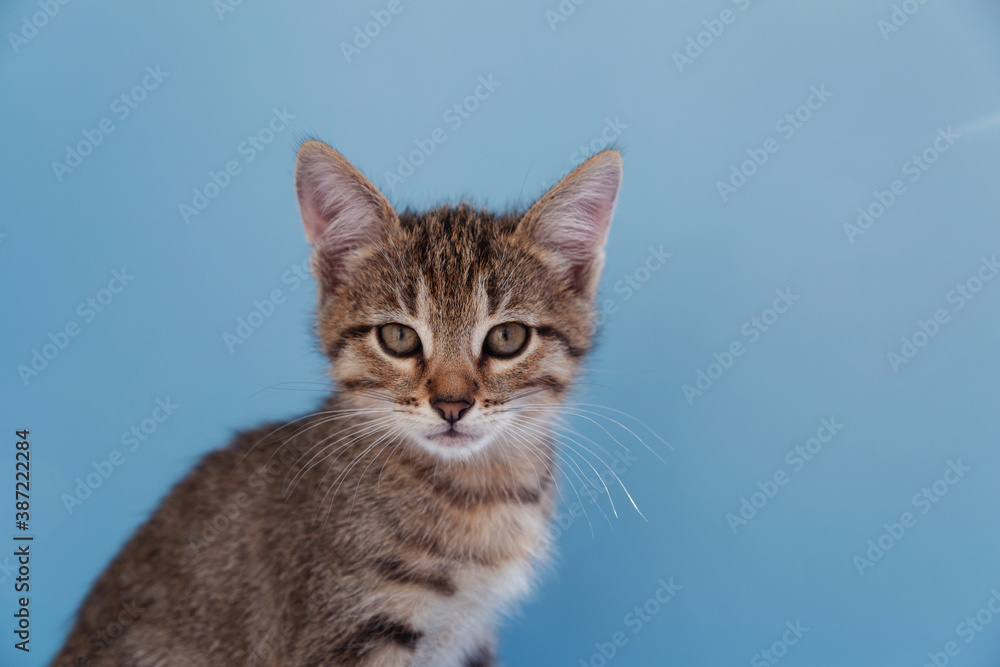 Shorthair tabby kitten on a blue background