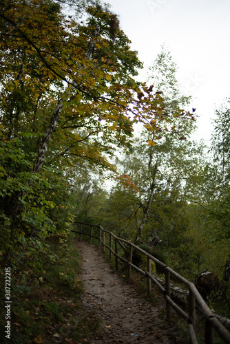 Beautiful autumn deciduous forest in the afternoon