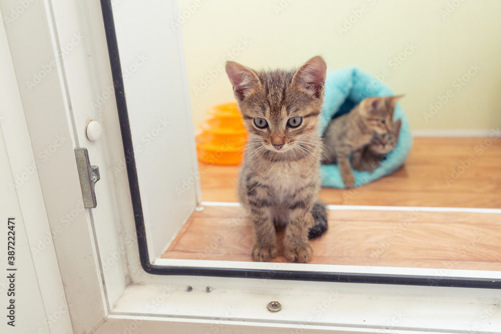 A small kitten looks through the doorway while two other kittens sleep in the background