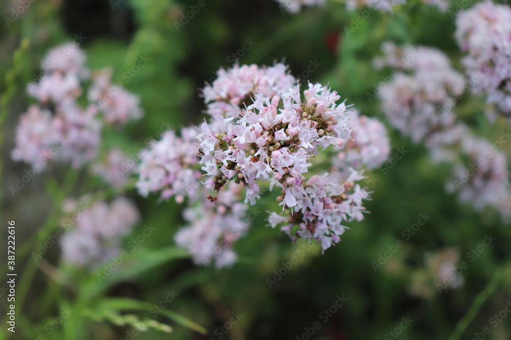 Closeup on the purple perennial herb Oregano in organic garden. Scientific name is Origanum vulgare.Edible flower.Sunny day in spring. Closeup on the purple perennial herb Oregano in organic garden. Scientific name is Origanum vulgare.Edible flower.Sunny day in spring.