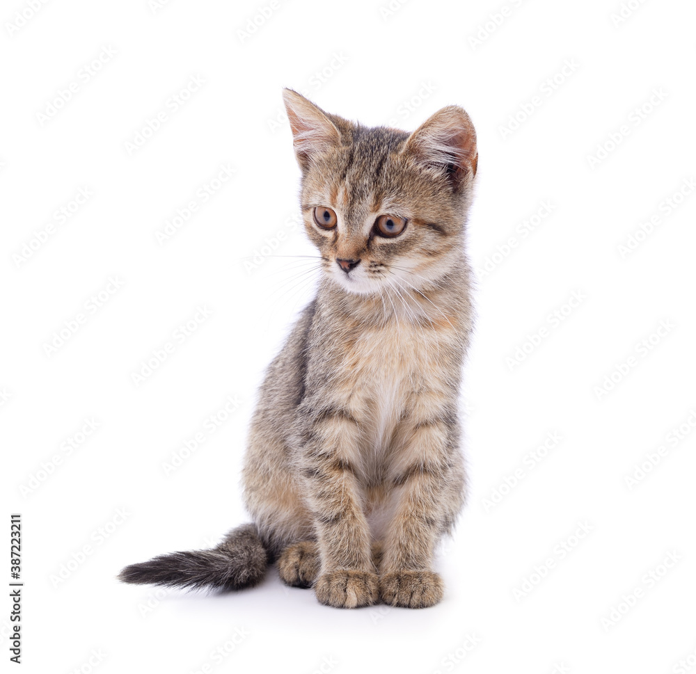Little gray kitten . Little gray kitten .